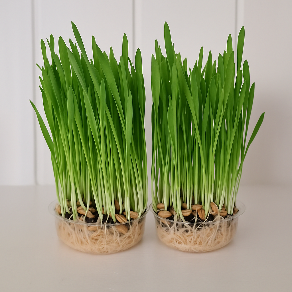 2 pots of cat grass