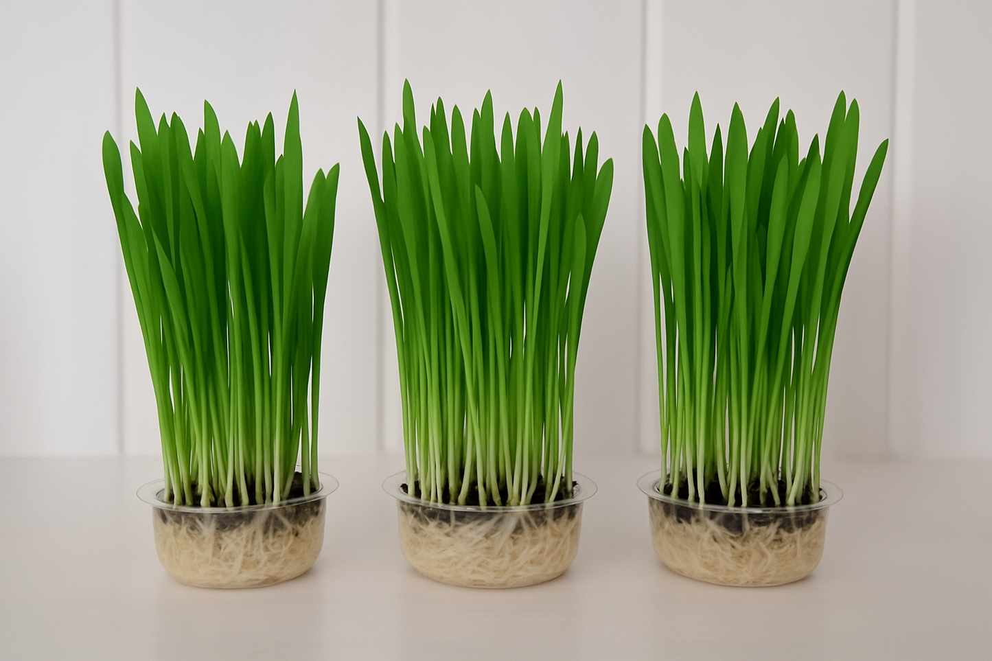 3 Cat grass kits