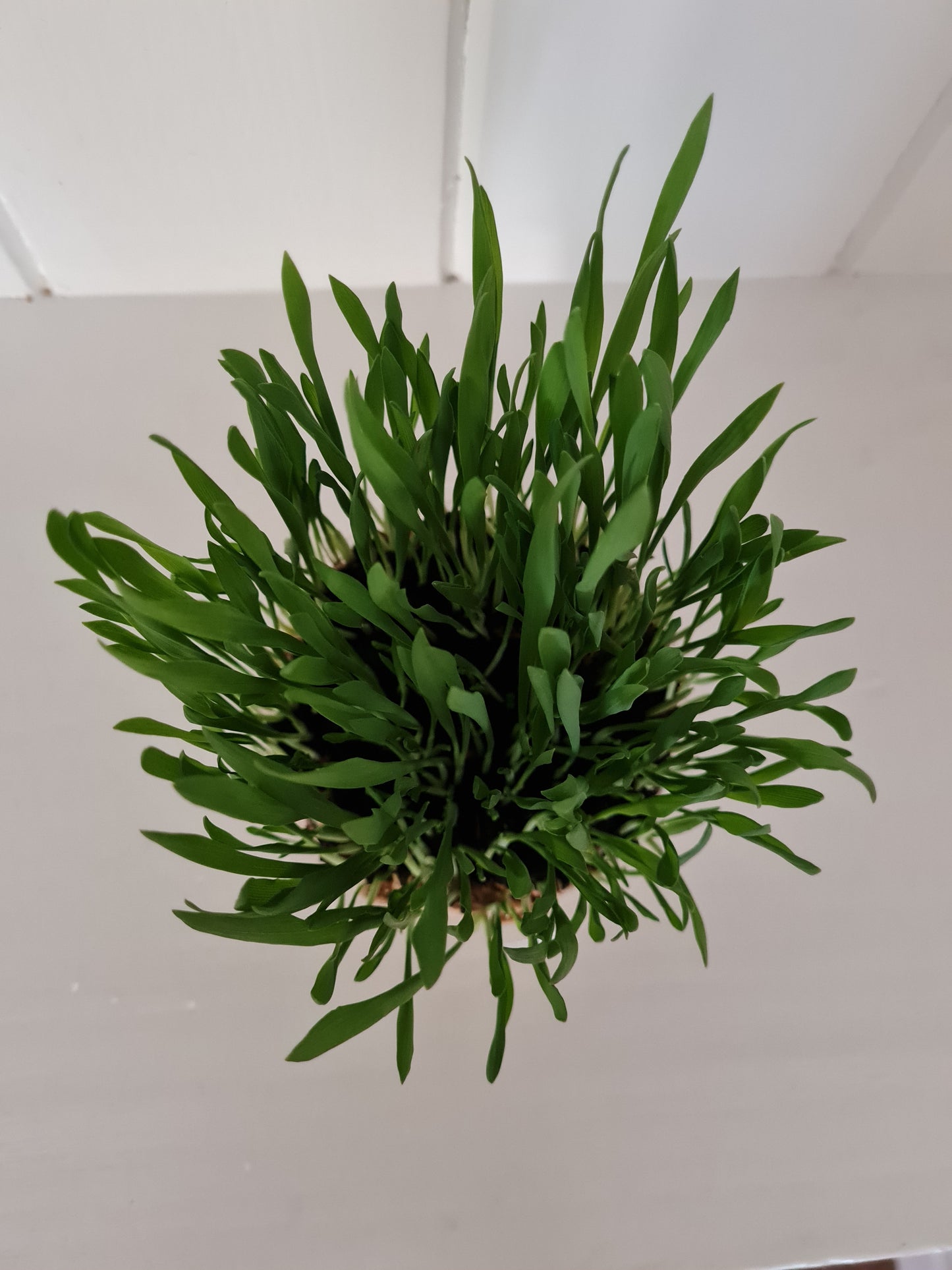 Cat grass grown
