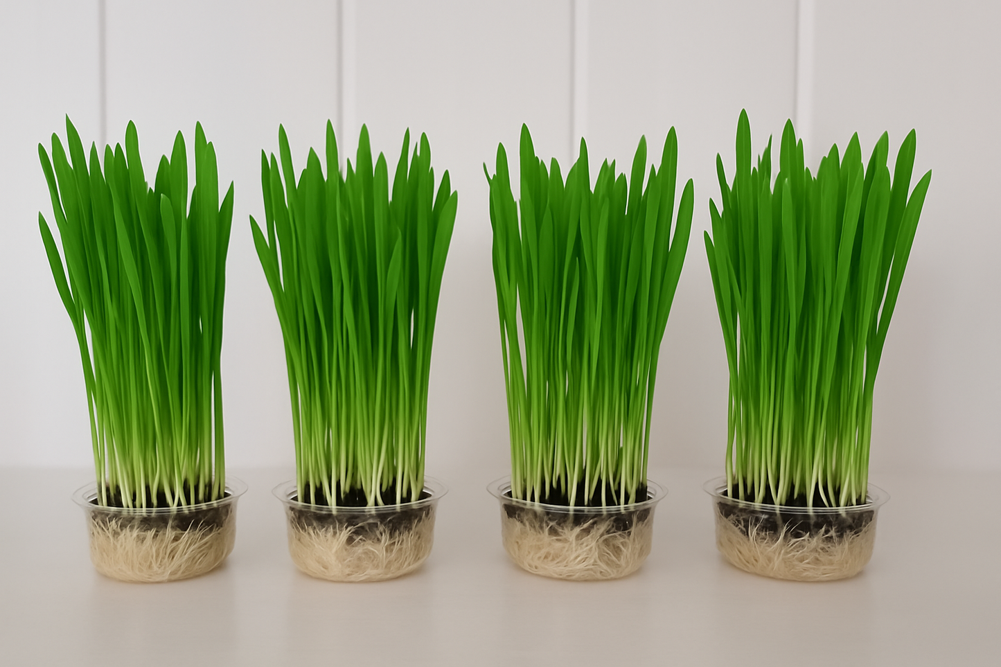 Cat Grass Kit to Grow Your Own for pet health and enrichment