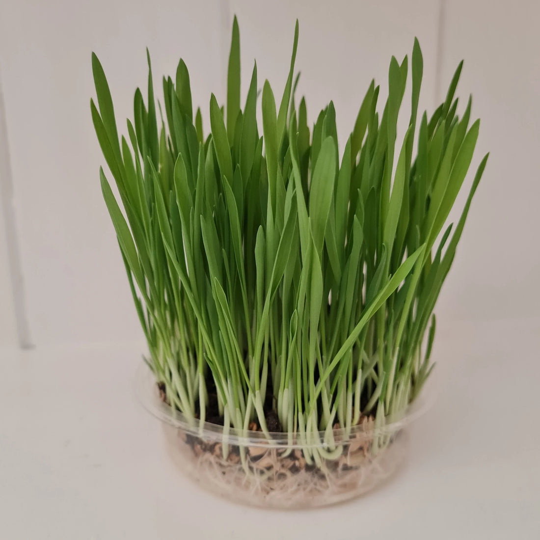 How to Grow Cat Grass at Home | Petal & Pounce
