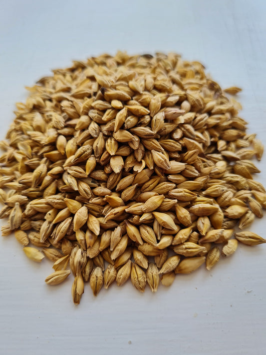 Barley-seed-for-grow-your-own-cat-grass