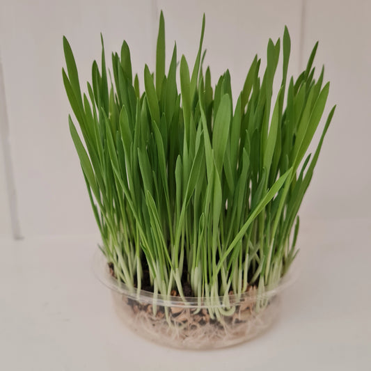 Cat grass for cats and other pets